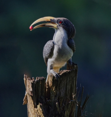 Sri Lanka Grey Hornbill